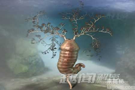 盘点地球上最原始的奇异生物498 / 作者:UFO来啦 / 帖子ID:65140