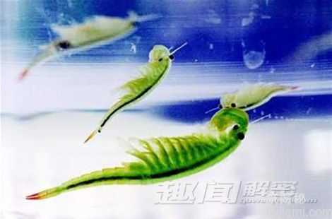 史前生物仙女虾 生存能力为恐龙万倍？125 / 作者:UFO来啦 / 帖子ID:62767