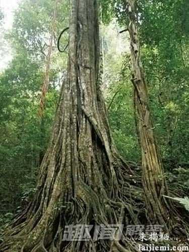 盘点世界上十大食肉植物 看到他们请绕着走612 / 作者:UFO外星人爱好者 / 帖子ID:60455