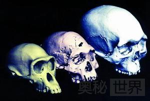 人类起源新理论：多地区进化说244 / 作者:UFO来啦 / 帖子ID:62051