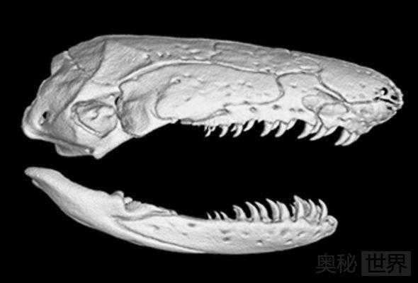 最丑的无腿两栖动物：蚓螈68 / 作者:UFO来啦 / 帖子ID:64202