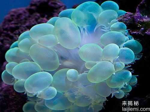 盘点：十大最美丽奇特的海洋生物319 / 作者:UFO来啦 / 帖子ID:65227