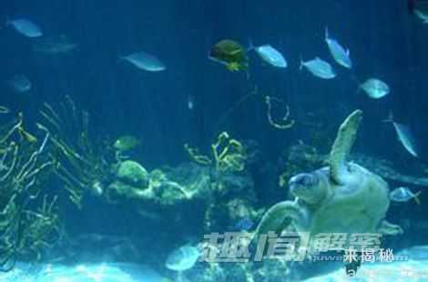 海洋生物十项神技能：海豚能够看透动物153 / 作者:UFO来啦 / 帖子ID:64689