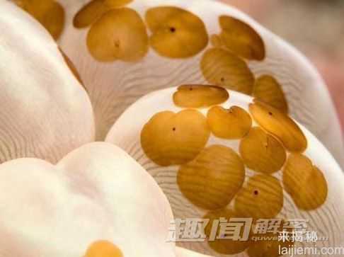 你所不知道的 十大吞食阳光的稀奇生物197 / 作者:UFO来啦 / 帖子ID:62201