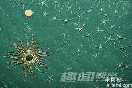 南极海域发现新生物：恐怖的巨型水螅虫280 / 作者:UFO来啦 / 帖子ID:62565