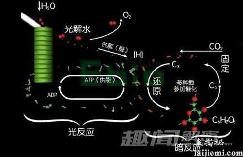 逆天！动物竟然也可以进行光合作用452 / 作者:UFO外星人爱好者 / 帖子ID:60078