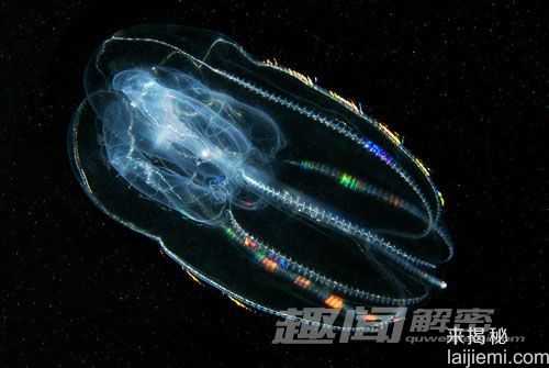 新研究提出栉水母或是地球动物祖先556 / 作者:UFO来啦 / 帖子ID:64095