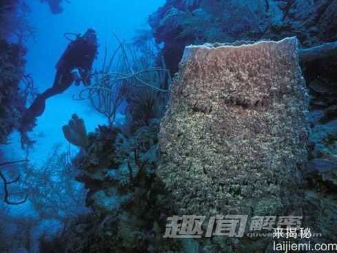 你所不知道的 十大吞食阳光的稀奇生物110 / 作者:UFO来啦 / 帖子ID:62201