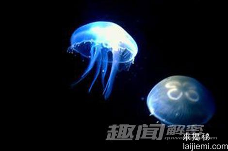 世界上最恐怖动物 你见过几种？26 / 作者:UFO来啦 / 帖子ID:61610