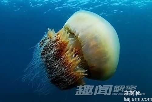 1.5米巨型水母惊现海岸 造成渔民困扰207 / 作者:UFO来啦 / 帖子ID:61121