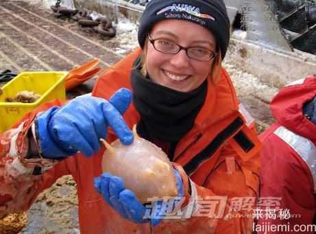 南极海域发现新生物：恐怖的巨型水螅虫470 / 作者:UFO来啦 / 帖子ID:62565