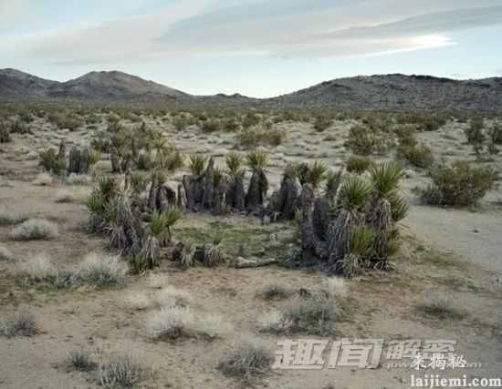 涨知识！地球上十种最古老的神奇植物417 / 作者:UFO外星人爱好者 / 帖子ID:58558