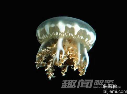 你所不知道的 十大吞食阳光的稀奇生物320 / 作者:UFO来啦 / 帖子ID:62201