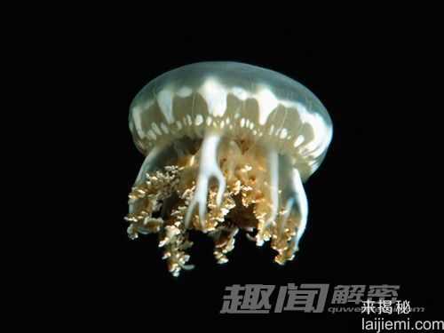 盘点：十大能靠阳光维持生长的动物257 / 作者:UFO来啦 / 帖子ID:65226