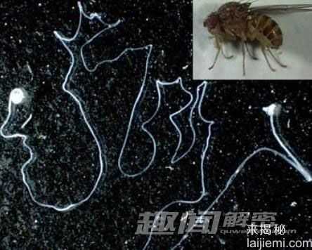 奇趣动物疯狂性行为：南极海豹奸杀企鹅888 / 作者:UFO来啦 / 帖子ID:63465