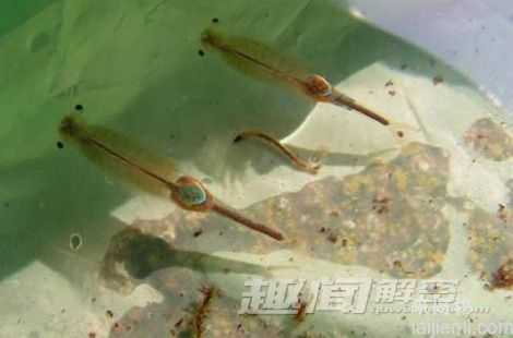 史前生物仙女虾 生存能力为恐龙万倍？316 / 作者:UFO来啦 / 帖子ID:62767