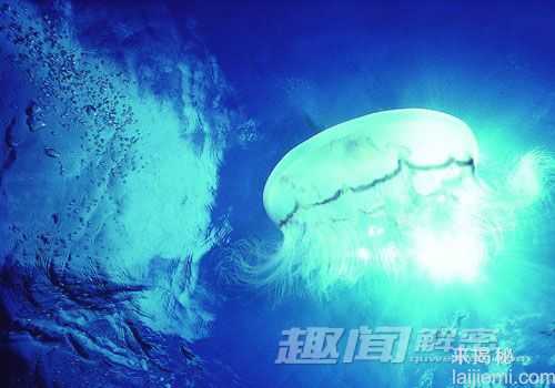 新研究提出栉水母或是地球动物祖先236 / 作者:UFO来啦 / 帖子ID:64095