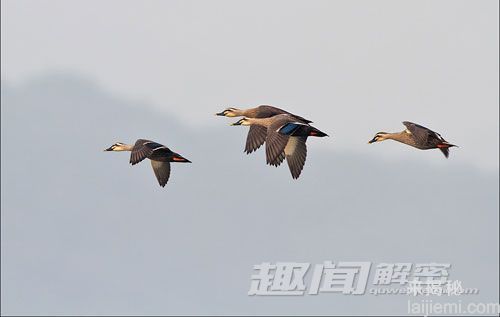 揭开鸟类千里迁徙之谜 身体藏钢铁侠装备148 / 作者:UFO外星人爱好者 / 帖子ID:60207