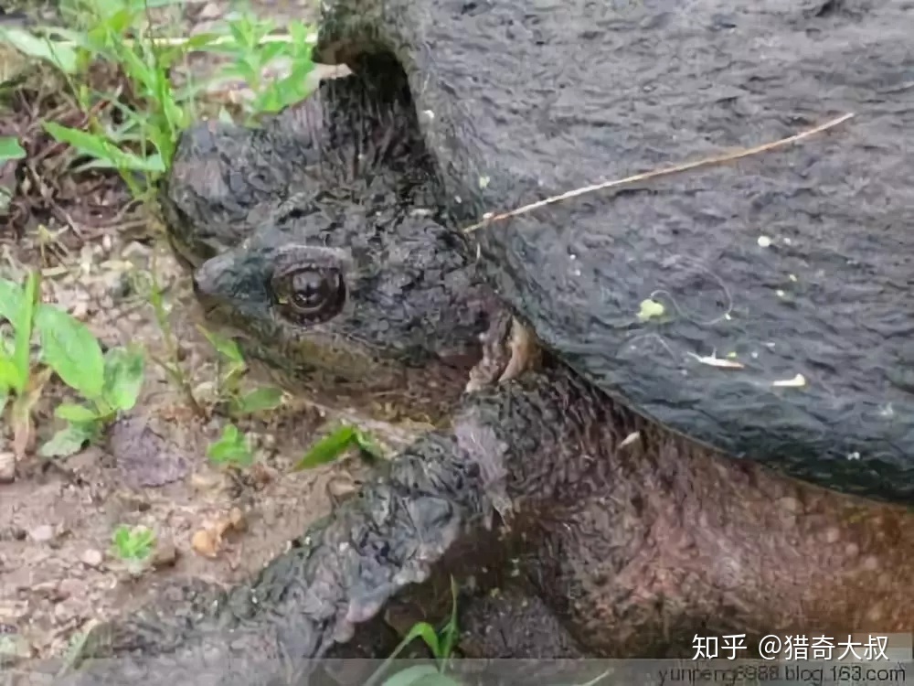 历史上惨遭封杀的神秘事件，胆小者慎入！448 / 作者:没想爱上你堑 / 帖子ID:96132