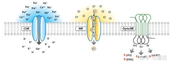 神经生物学科研常用病毒部件解析755 / 作者:Besson / 帖子ID:103267