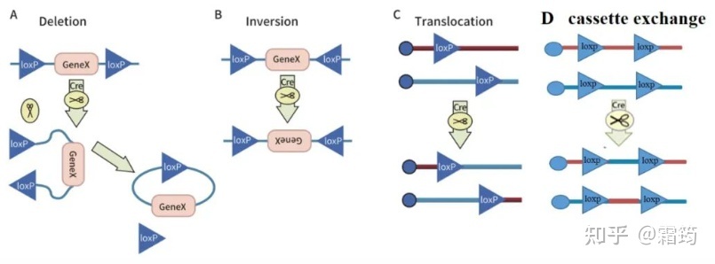 神经生物学科研常用病毒部件解析45 / 作者:Besson / 帖子ID:103267