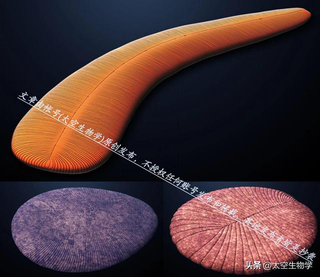 埃迪卡拉纪——生物种群与物种大灭绝706 / 作者:方的豆豆 / 帖子ID:103706