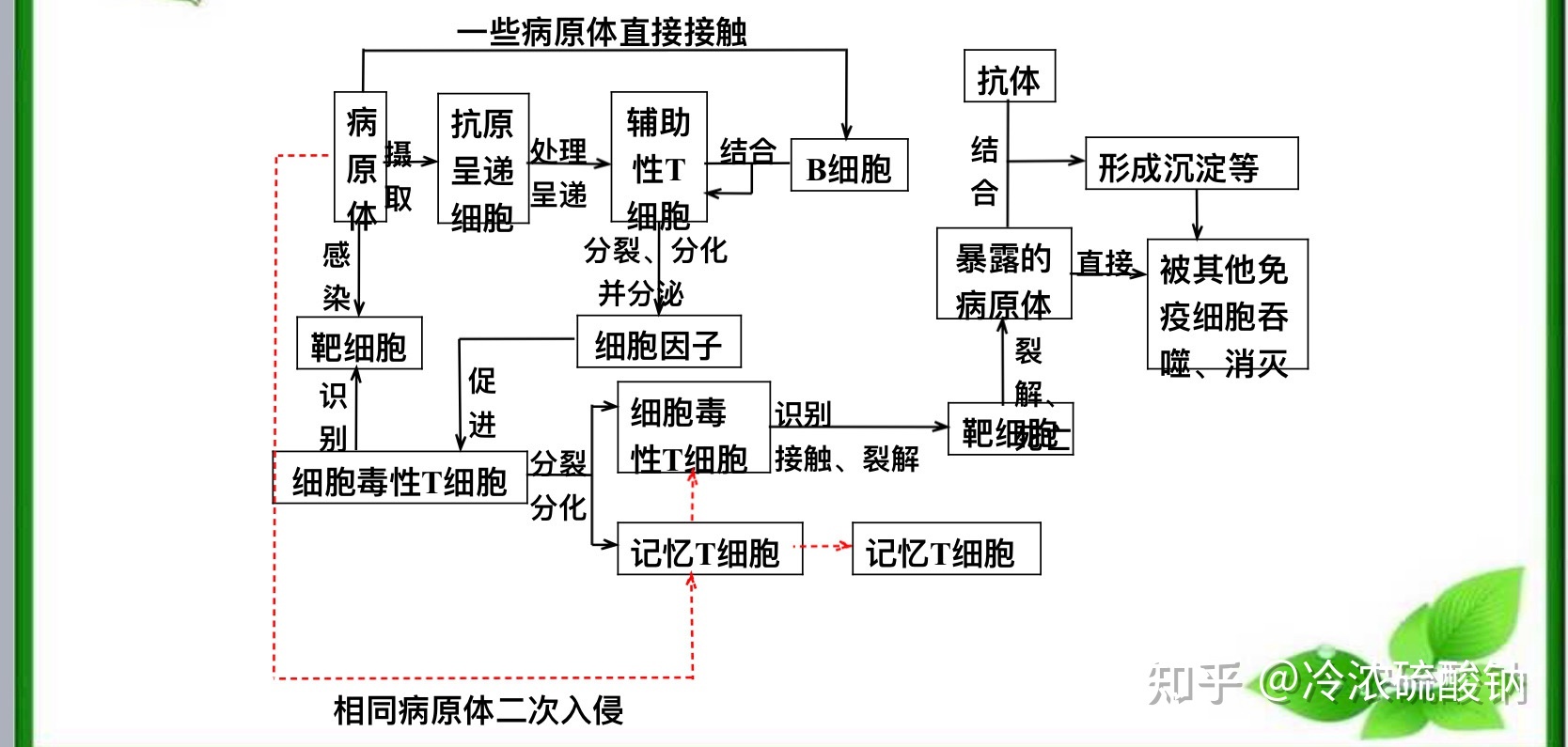 生物学选择性必修一重难易错点总结810 / 作者:风之语936 / 帖子ID:108309