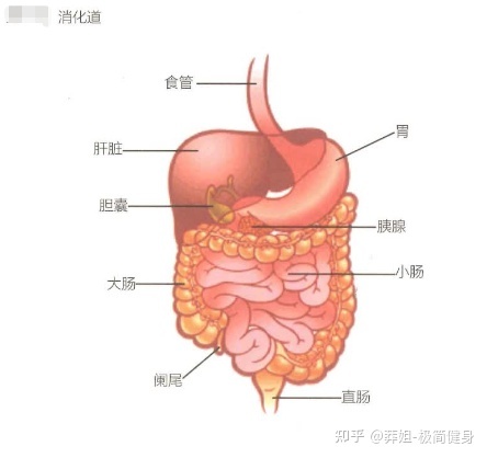 基础运动科学-知识分享 第3章222 / 作者:是鹅好甜 / 帖子ID:115696