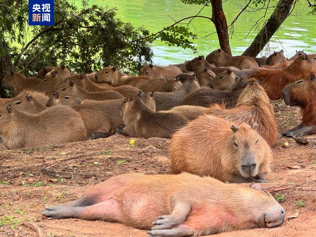 跟着习主席看世界丨什么友谊，像长江和亚马孙河一样奔腾不息！450 / 作者:良辰743 / 帖子ID:128861