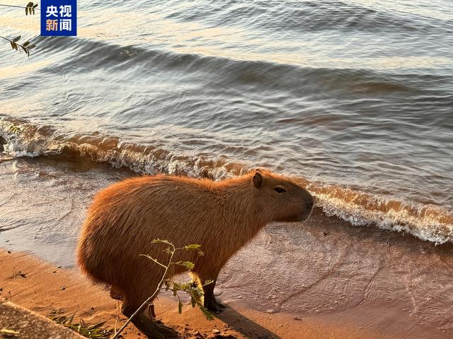 跟着习主席看世界丨什么友谊，像长江和亚马孙河一样奔腾不息！955 / 作者:良辰743 / 帖子ID:128861