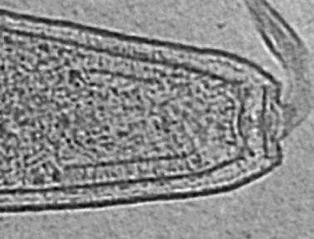 人类是自然界最特性的生命吗？113 / 作者:UFO爱好者 / 帖子ID:71260