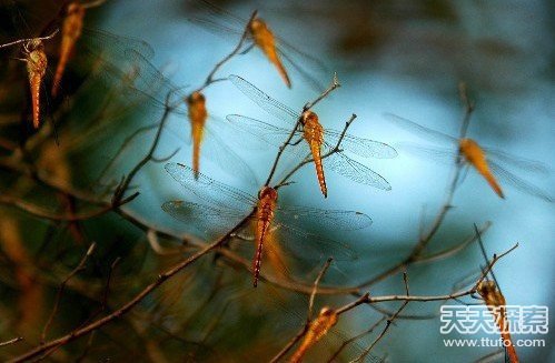 唐山地震诡异一幕 恐怖极了的鱼 蝙蝠满院子飞986 / 作者:UFO爱好者 / 帖子ID:82551