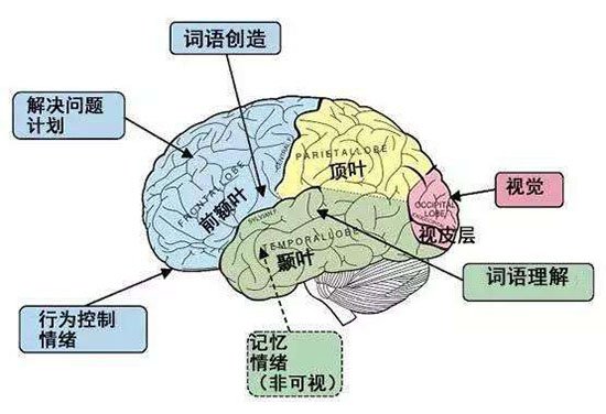 人类大脑之谜：人类成为地球霸主原因竟是大脑338 / 作者:UFO爱好者 / 帖子ID:66786