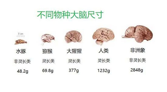 人类大脑之谜：人类成为地球霸主原因竟是大脑93 / 作者:UFO爱好者 / 帖子ID:66786