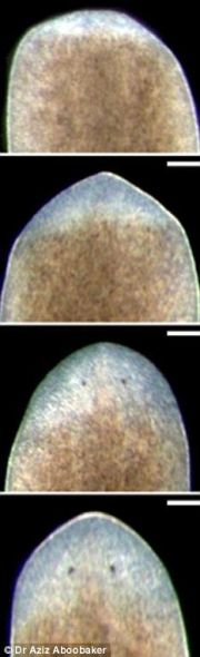 奇特扁形虫再生能力非凡相当长生不老(图)150 / 作者:UFO爱好者 / 帖子ID:81471