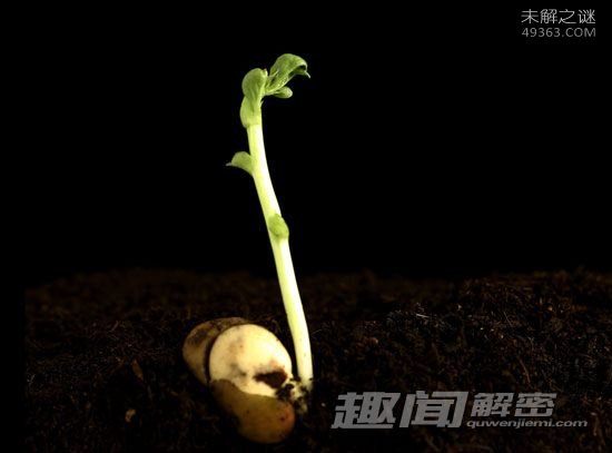 生物寿命的极限有多长？3万年植物复活全过程587 / 作者:UFO爱好者 / 帖子ID:72340