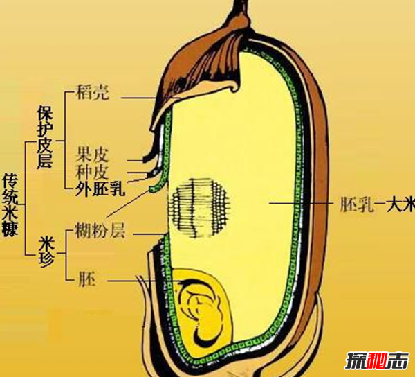 糙米是什么米?食用糙米给人体健康带来的十大功效与作用838 / 作者:UFO爱好者 / 帖子ID:76127