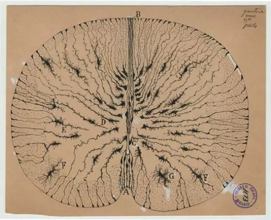 数百幅灵魂画作，让他收获诺奖、成为现代神经科学之父39 / 作者:UFO爱好者 / 帖子ID:67333