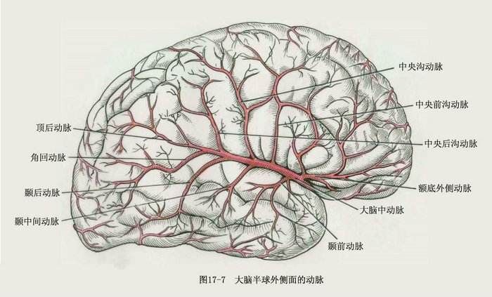 人类的大脑其实很可怕 不会感到疼痛还会自相残杀55 / 作者:UFO爱好者 / 帖子ID:100492