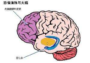 人类的大脑其实很可怕 不会感到疼痛还会自相残杀934 / 作者:UFO爱好者 / 帖子ID:100492