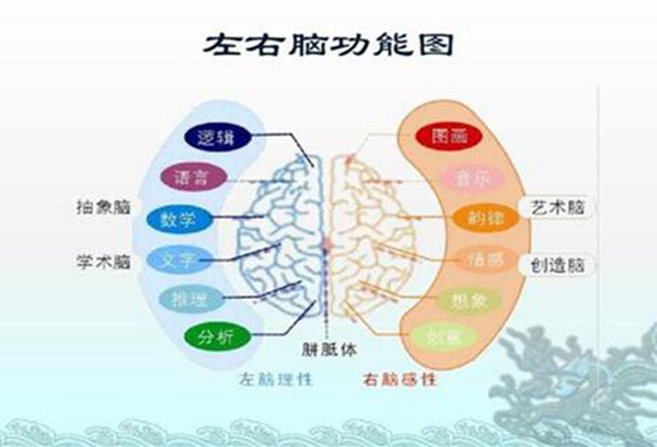 左脑和右脑有区别吗?左脑右脑哪个更发达的人聪明些620 / 作者:UFO爱好者 / 帖子ID:79545