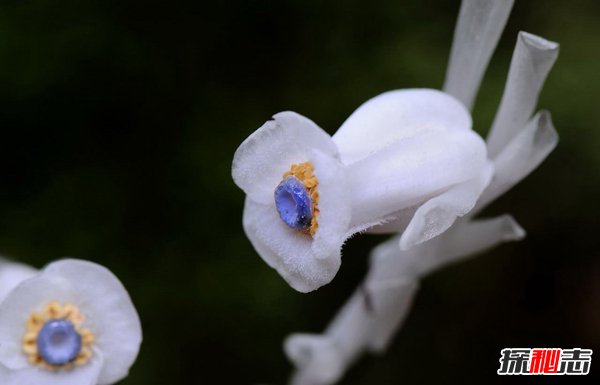 冥界四花分别是哪四花？神秘地狱之花有什么魔力887 / 作者:UFO爱好者 / 帖子ID:101830