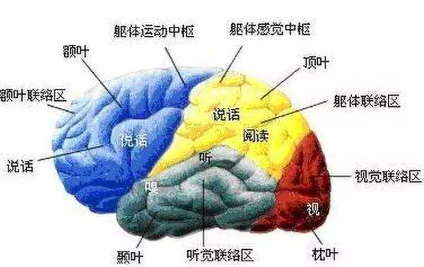 人类大脑开发100%会怎么样?大脑极限的恐怖135 / 作者:UFO爱好者 / 帖子ID:104296