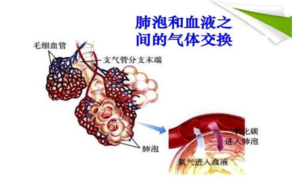 人体中含最多的元素是什么 该元素在人体有什么作用647 / 作者:UFO爱好者 / 帖子ID:87610