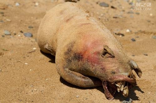 世界五大恐怖生化实验生物，不敢相信这些“怪物”真的存在888 / 作者:UFO爱好者 / 帖子ID:68912