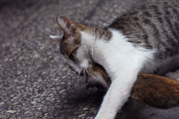 猫为什么是老鼠的天敌?老鼠含有牛磺酸(提高猫夜视能力)517 / 作者:UFO爱好者 / 帖子ID:86511