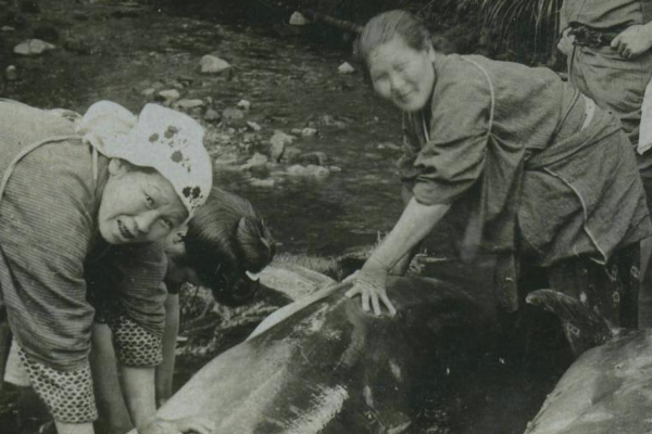 日本人杀海豚七大原因：第一杀海豚节的习俗是源头12 / 作者:UFO爱好者 / 帖子ID:103420