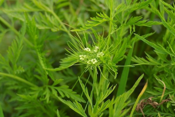 世界上最危险的植物:蓖麻上榜 第六仅一片叶子就致命476 / 作者:UFO爱好者 / 帖子ID:94375