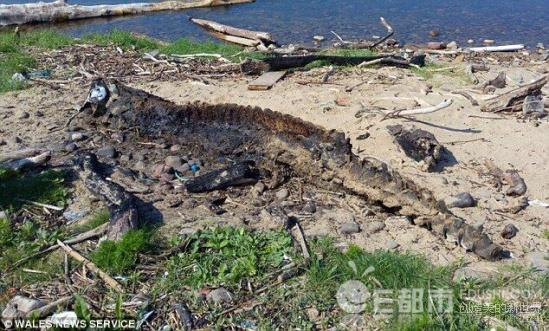 布雷路怪兽：威斯康辛州埃尔克霍恩乡村道路神秘生物764 / 作者:UFO爱好者 / 帖子ID:78548