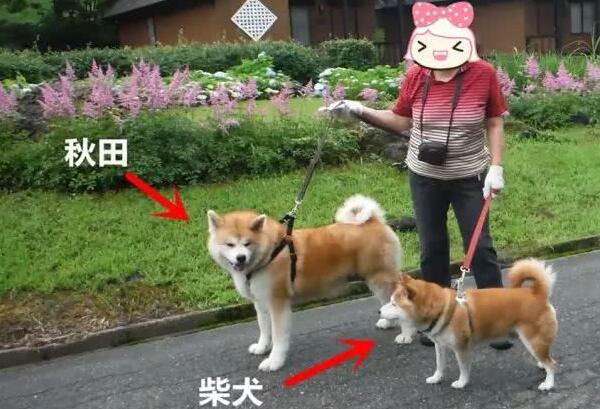 柴犬和秋田犬的区别，柴犬嘴尖更活泼（秋田犬体型大毛更长）718 / 作者:UFO爱好者 / 帖子ID:91774